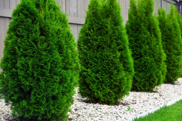 Arborvitae Planting in Shelton
