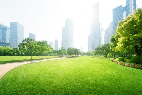 Commercial Landscape Maintenance in Shelton