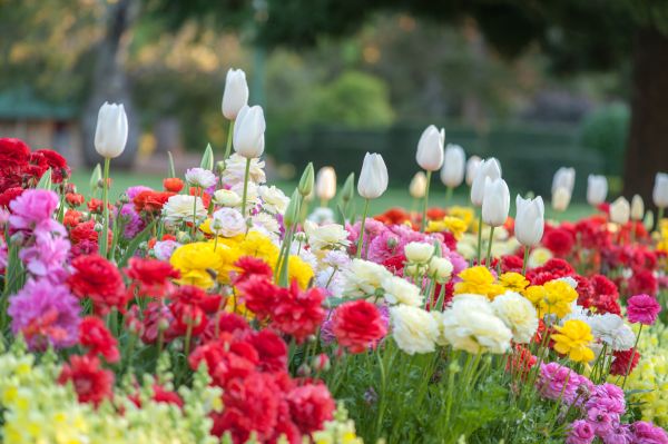 Gardening Service in Shelton