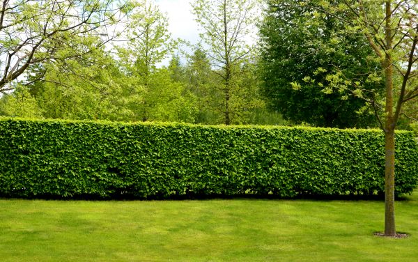 Hedge Planting in Shelton