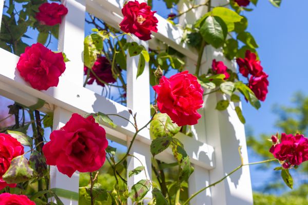 Home Gardening Service in Shelton