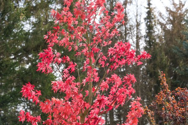 Japanese Maple Planting in Shelton
