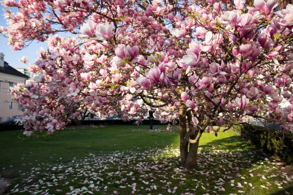 Magnolia Tree Planting in Shelton