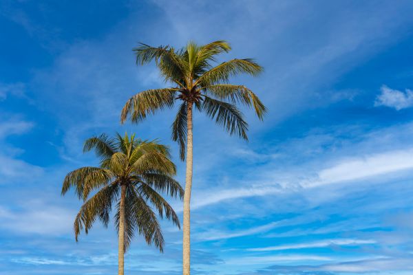 Palm Tree Planting in Shelton