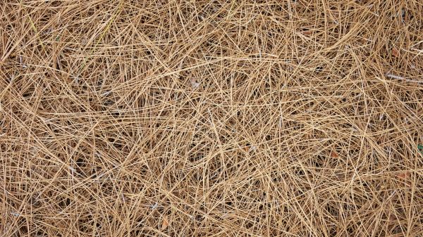 Pine Needles Delivery in Shelton