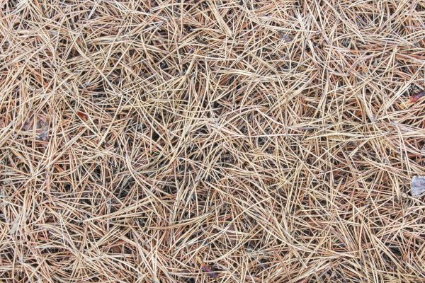Pine Straw Installation in Shelton