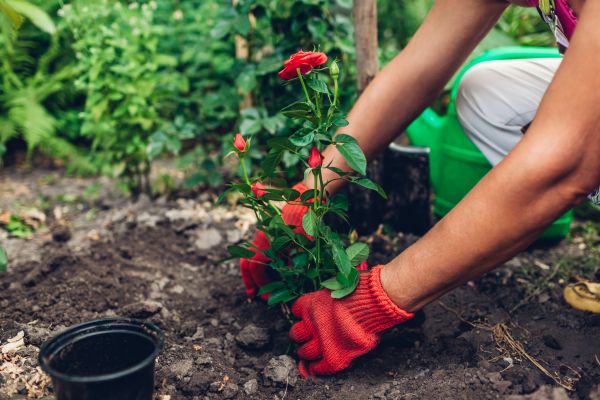 Planting Service in Shelton