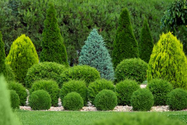 Shrub Replacement in Shelton