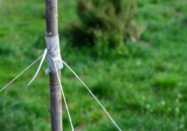 Tree Staking Service in Shelton