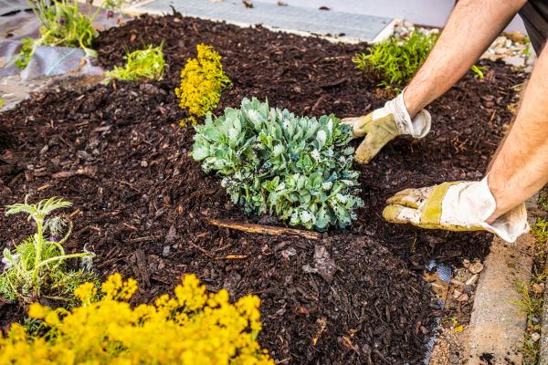 Weeding And Mulching in Shelton