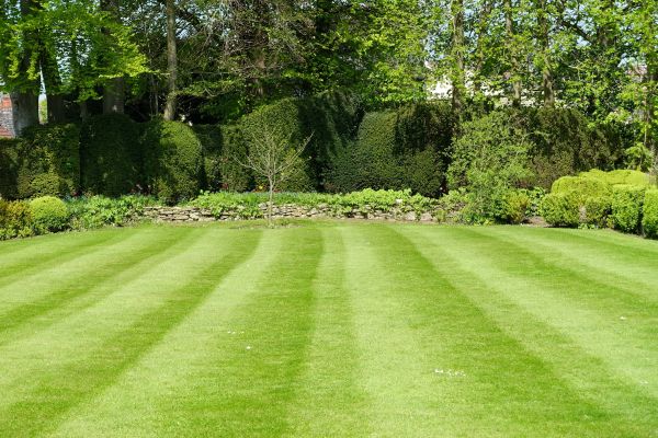 Lawn Renovation in Shelton