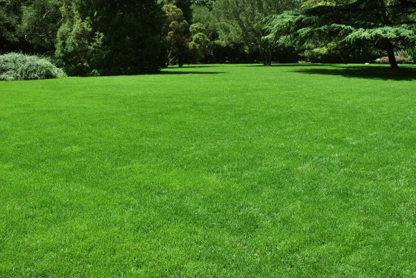 Lawn Landscaping in Shelton