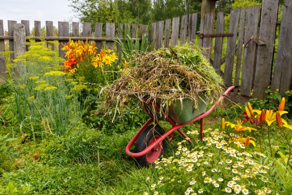 Garden Cleanup Service in Shelton
