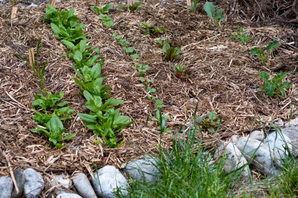 Mulch Service in Shelton