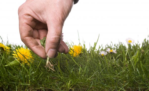 Lawn Weeding in Shelton