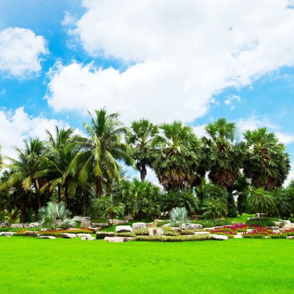 Tropical Landscaping in Shelton
