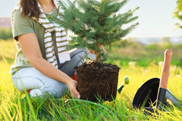 Spruce Tree Planting in Shelton