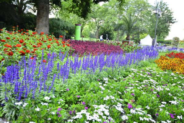 Perennials Planting in Shelton