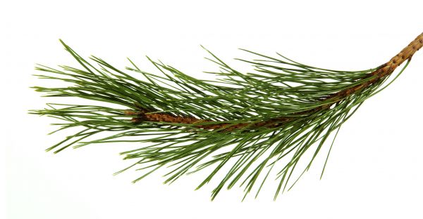 Pine Needles Installation in Shelton