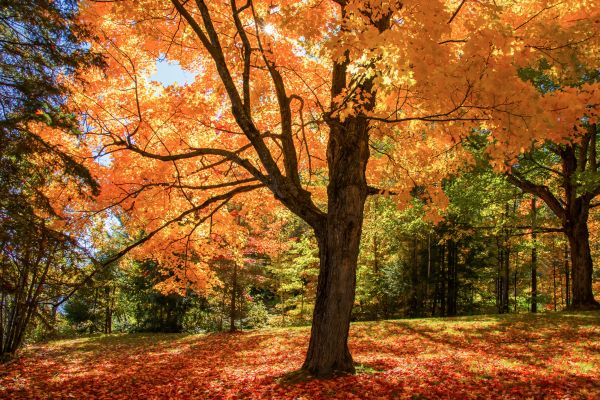 Maple Tree Planting in Shelton