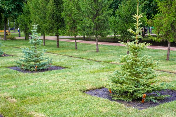 Privacy Trees Planting in Shelton