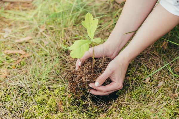 Oak Tree Planting in Shelton