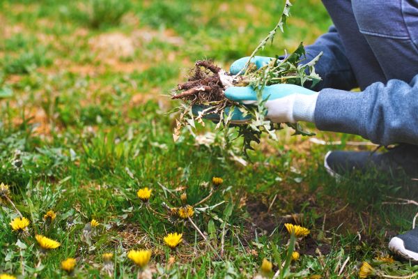 Flower Bed Clearing in Shelton