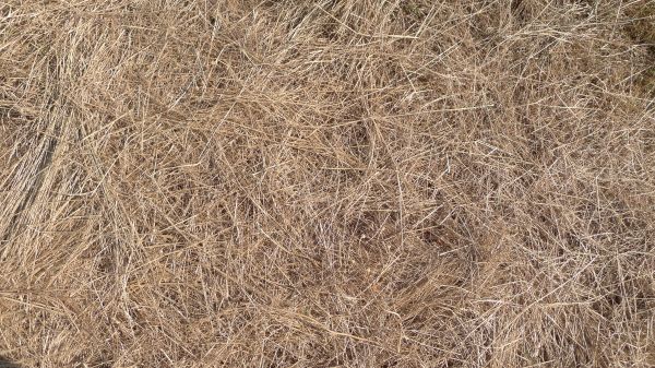Pine Straw Replacement in Shelton