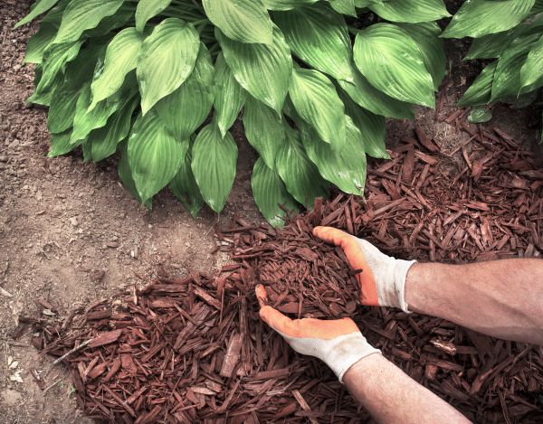 Bark Spreading in Shelton