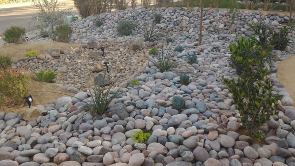 Yard Xeriscaping in Shelton