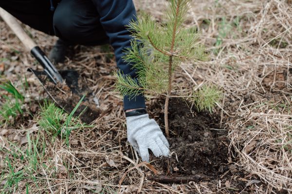 Pine Tree Planting in Shelton