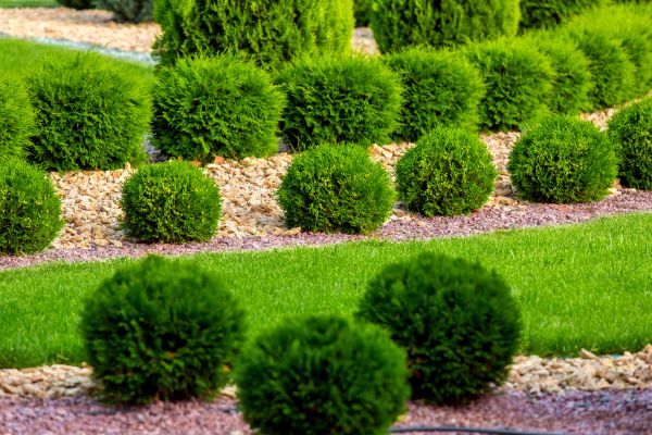 Bush Replacement in Shelton