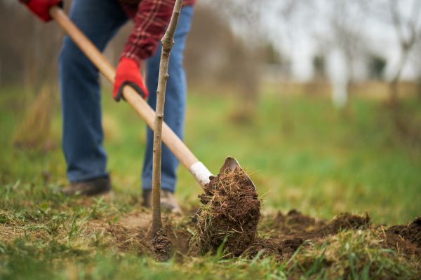 Trees Planting in Shelton