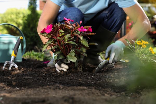Plant Replacement in Shelton