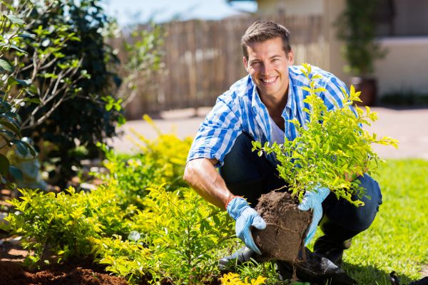 Shrub Landscaping in Shelton