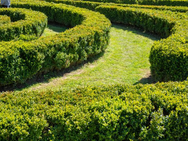Bush Landscaping in Shelton
