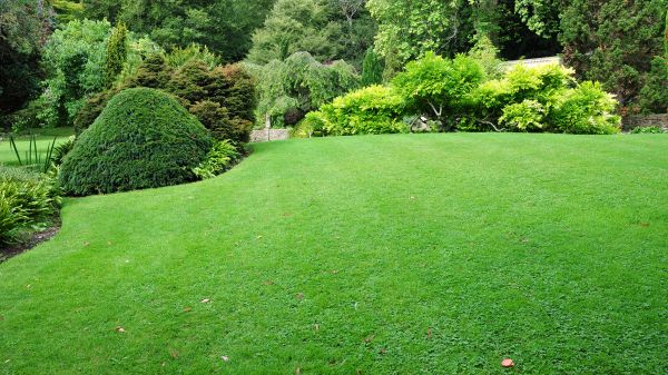 Commercial Landscape Design in Shelton