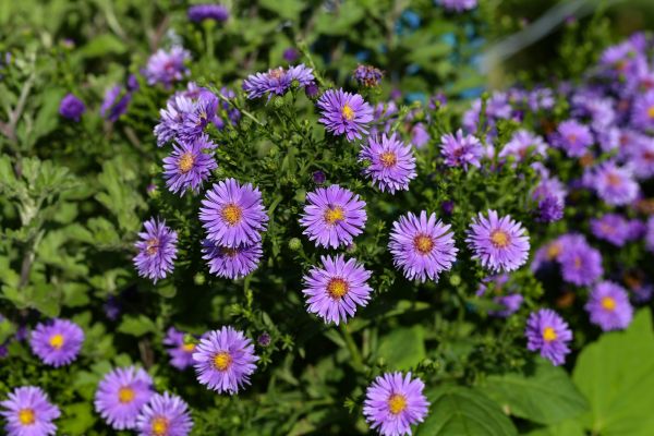 Perennial Flower Planting in Shelton