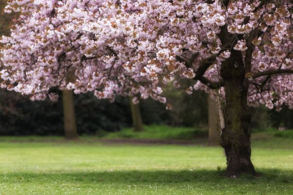 Cherry Tree Planting in Shelton