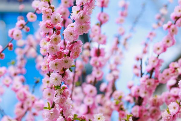 Japanese Cherry Tree Planting in Shelton