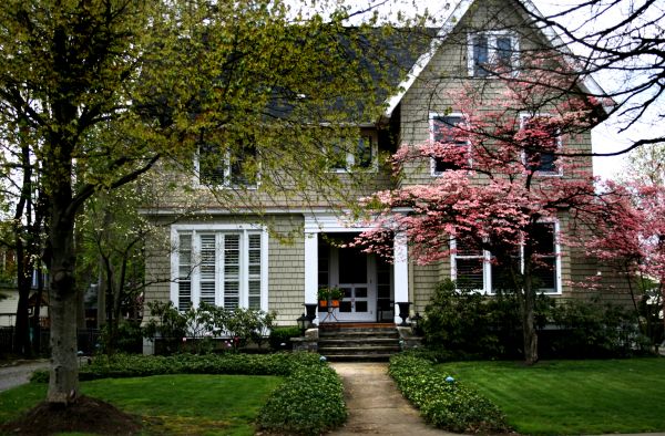 Ornamental Tree Planting in Shelton