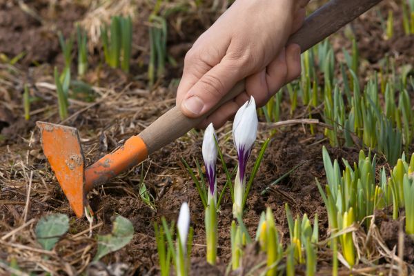 Flower Garden Weeding in Shelton