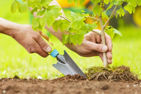 Fruit Tree Planting in Shelton