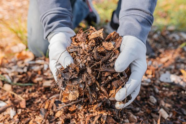 Shredded Mulch Installation in Shelton