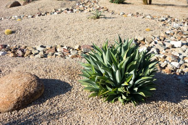 Xeriscaping Service in Shelton