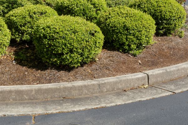 Pine Mulch Installation in Shelton