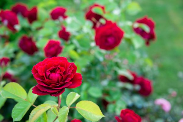 Rose Planting in Shelton