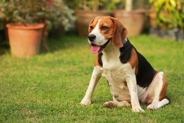 Dog Friendly Landscaping in Shelton