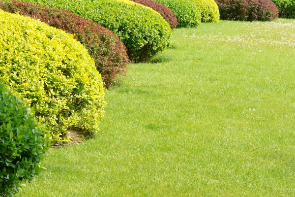 Shrubbery Planting in Shelton