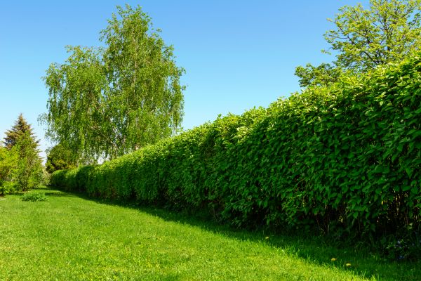 Hedge Replacement in Shelton